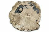 Wide Petrified Wood (Schinoxylon) Limb - Blue Forest, Wyoming #344114-1